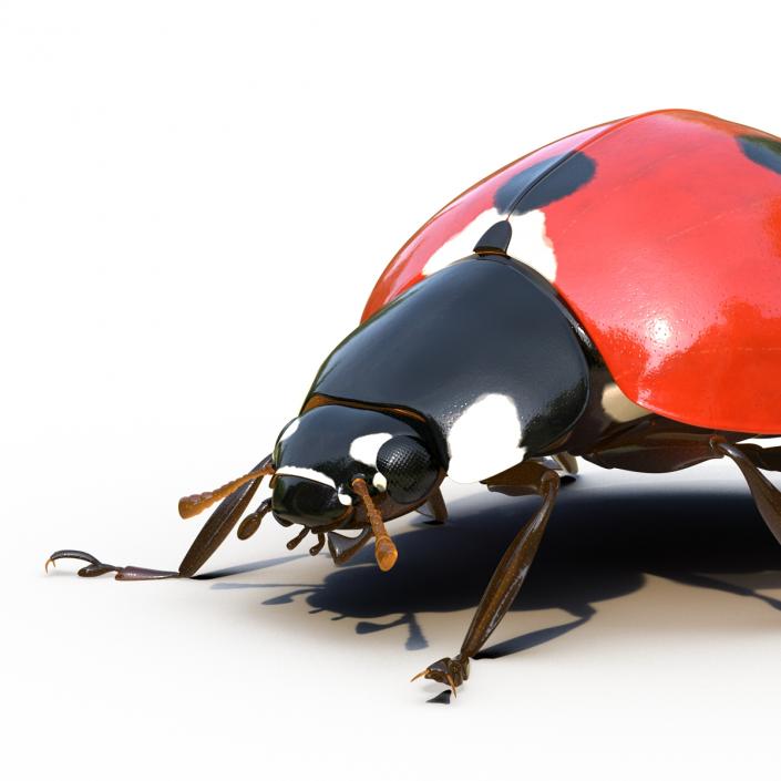 LadyBug Rigged 3D model