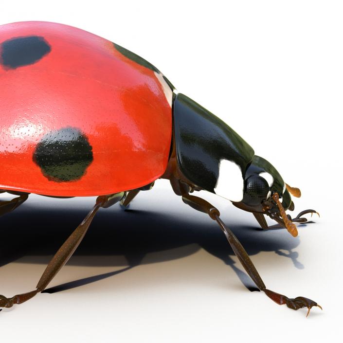 LadyBug Rigged 3D model