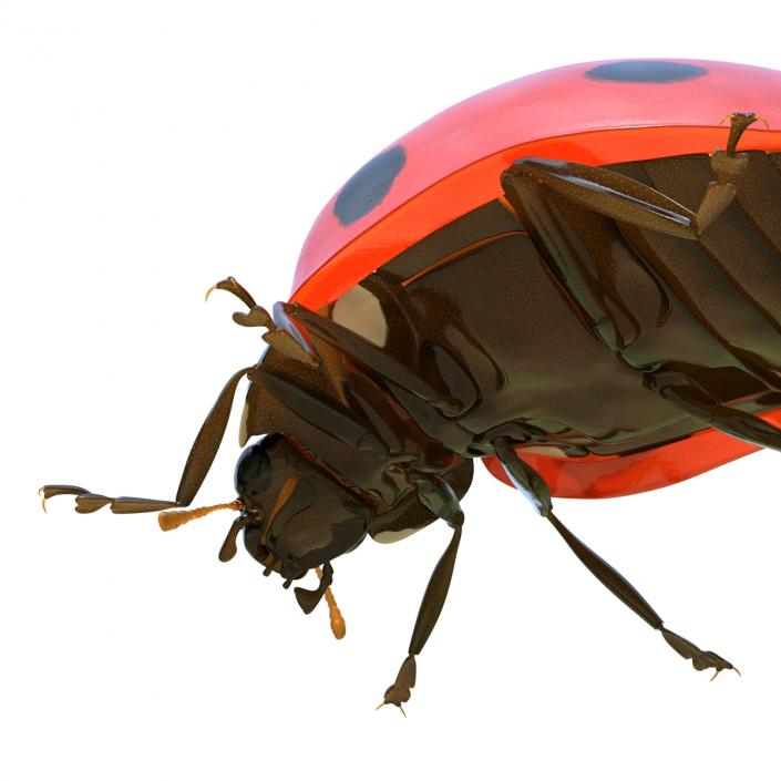 LadyBug Rigged 3D model