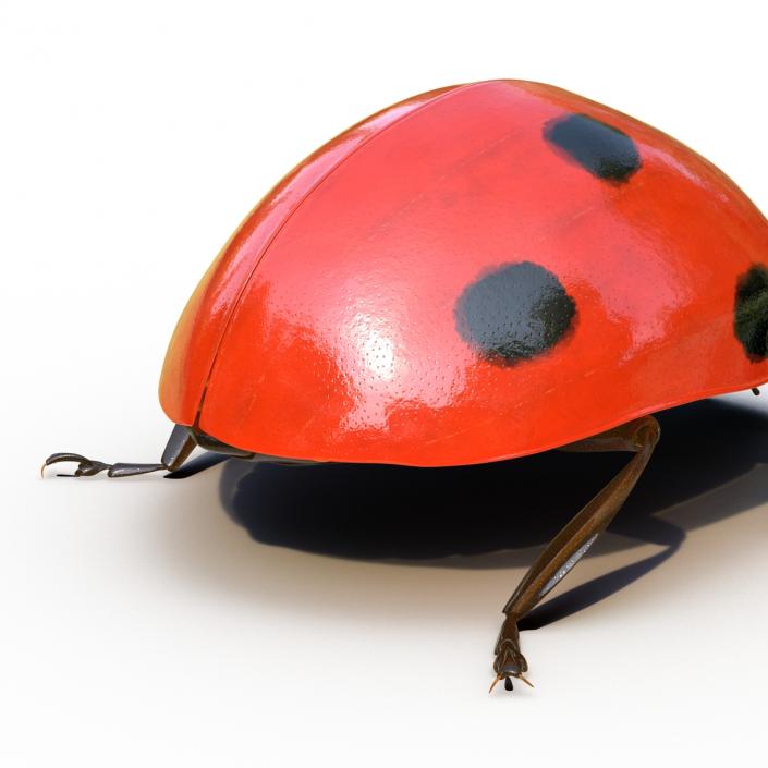 LadyBug Rigged 3D model