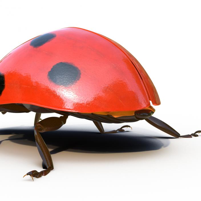 LadyBug Rigged 3D model