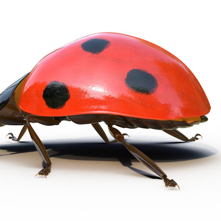 LadyBug Rigged 3D model