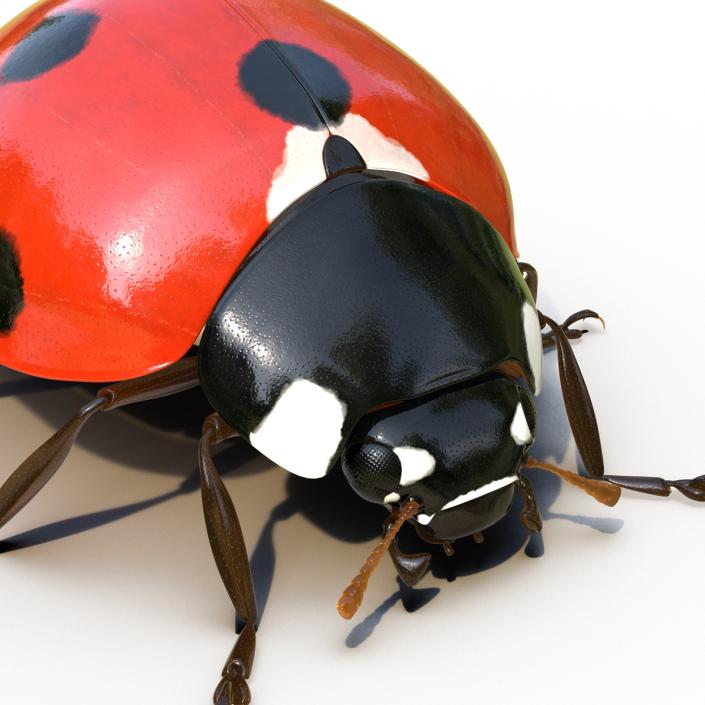 LadyBug Rigged 3D model