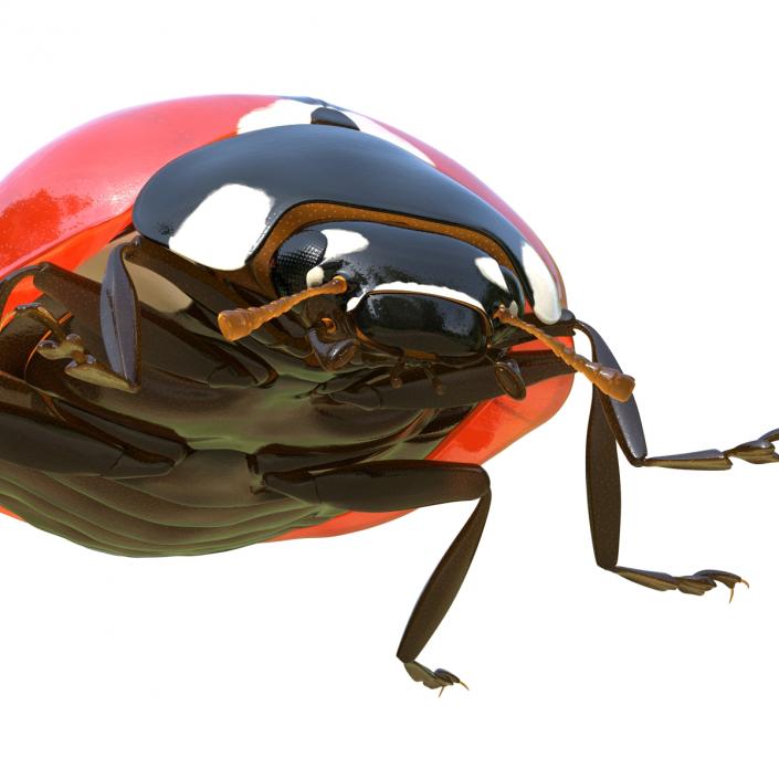 LadyBug Rigged 3D model