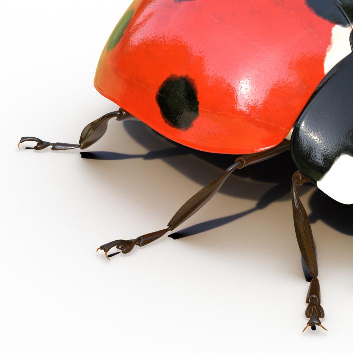 LadyBug Rigged 3D model