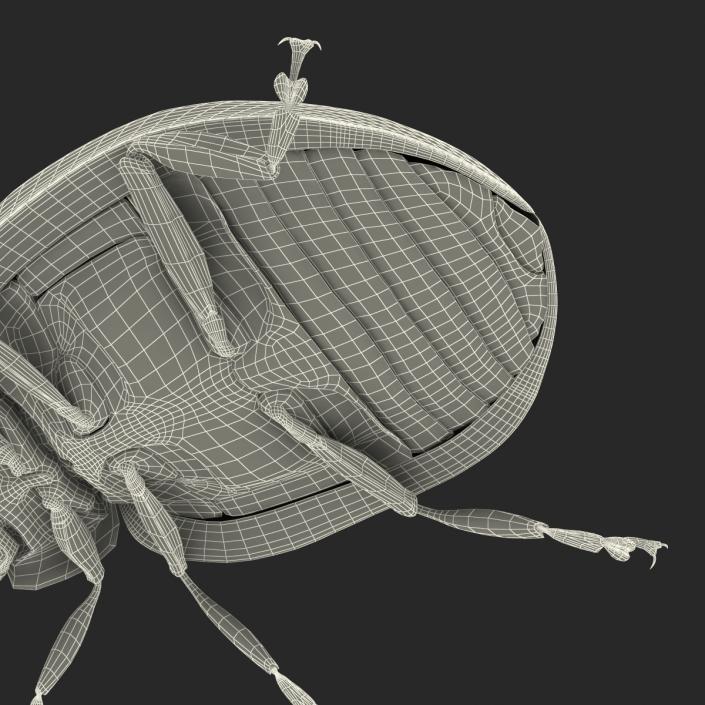 LadyBug Rigged 3D model