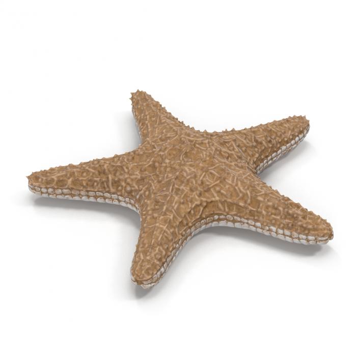 Starfish with Fur 3D