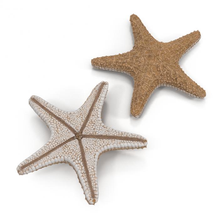 Starfish with Fur 3D