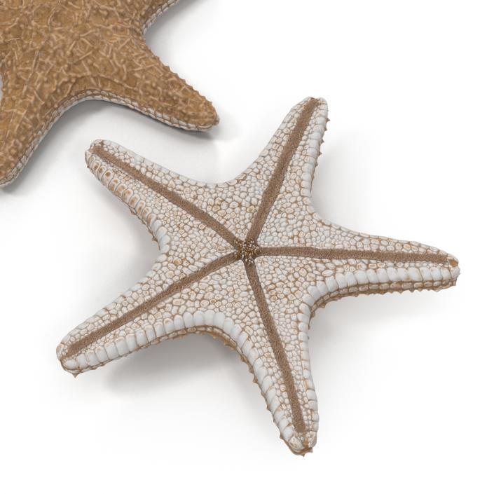 Starfish with Fur 3D