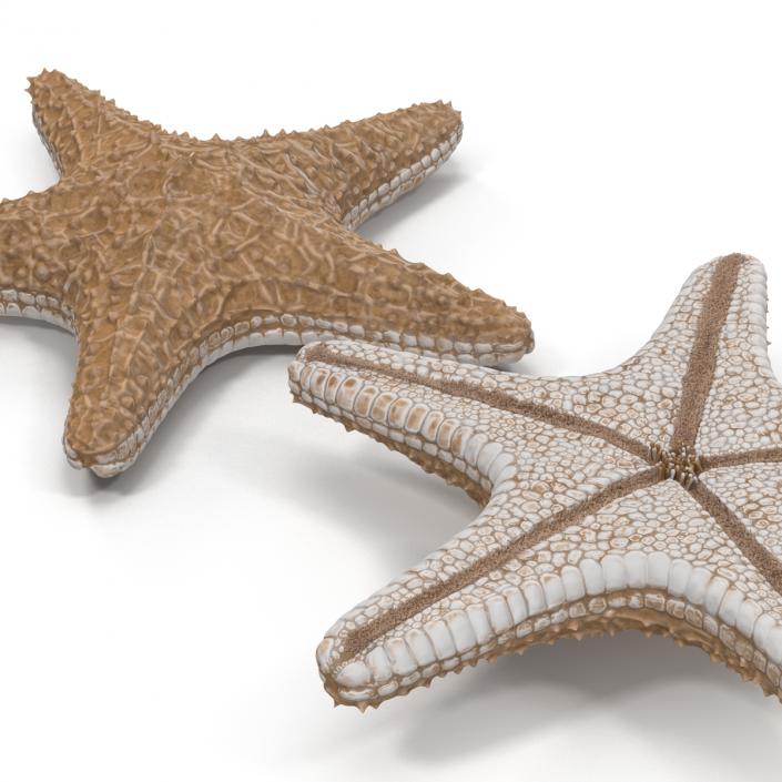 Starfish with Fur 3D