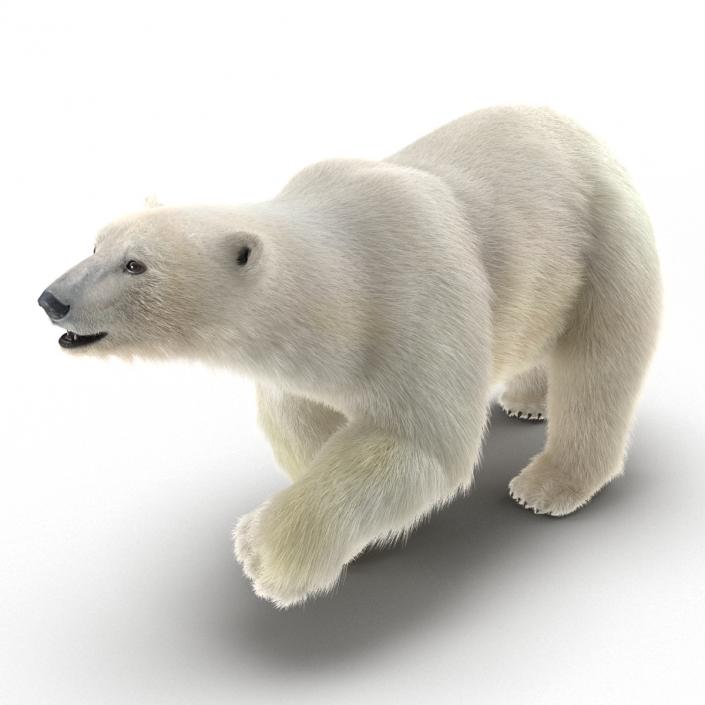 3D Polar Bear with Fur Pose 2