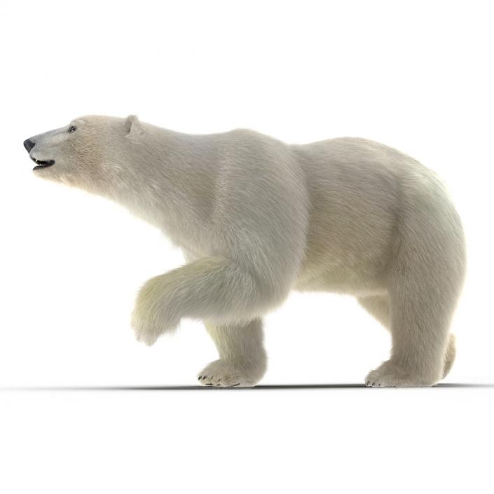 3D Polar Bear with Fur Pose 2