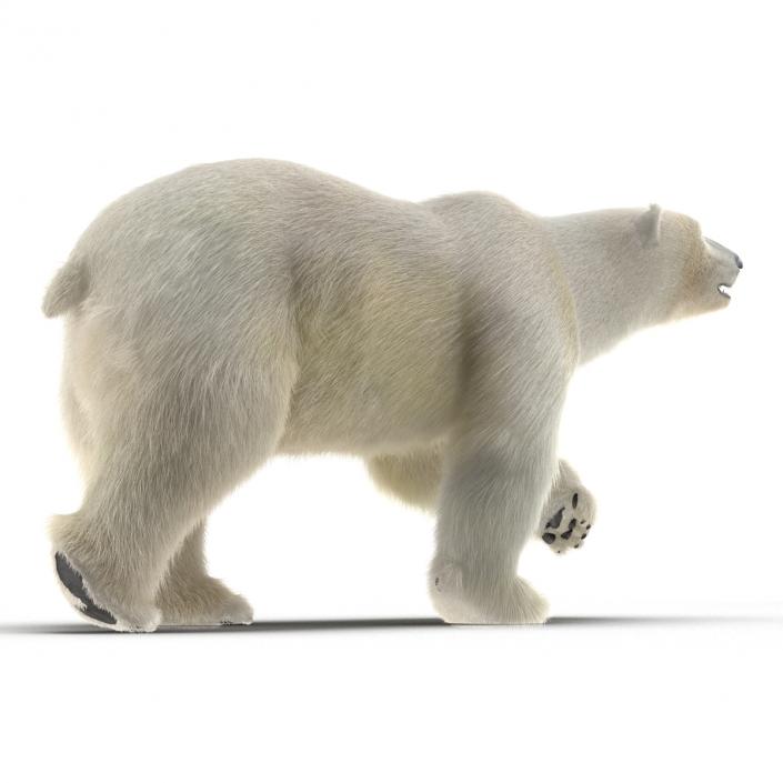 3D Polar Bear with Fur Pose 2