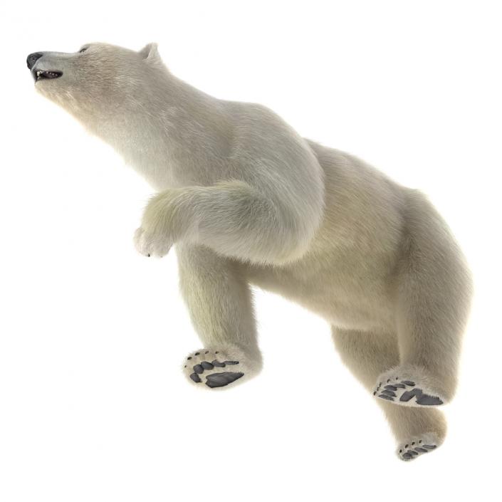 3D Polar Bear with Fur Pose 2