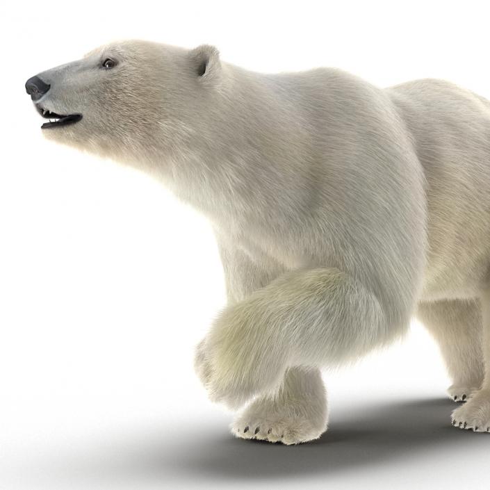 3D Polar Bear with Fur Pose 2