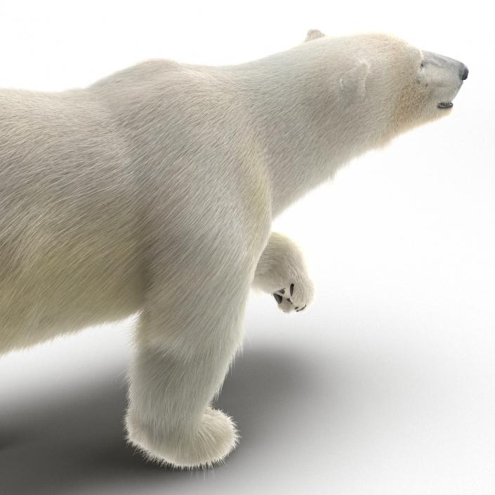 3D Polar Bear with Fur Pose 2