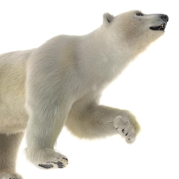 3D Polar Bear with Fur Pose 2