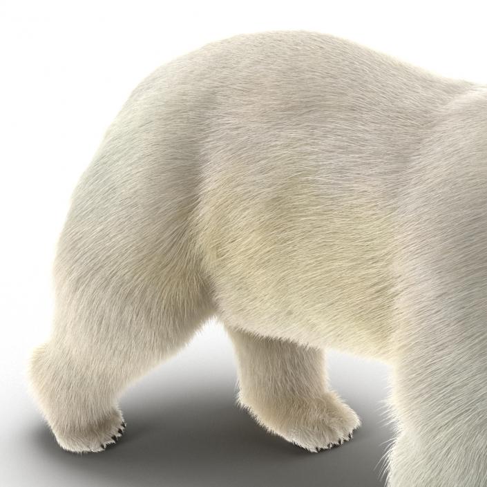 3D Polar Bear with Fur Pose 2