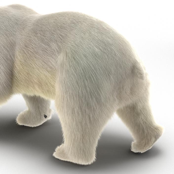 3D Polar Bear with Fur Pose 2