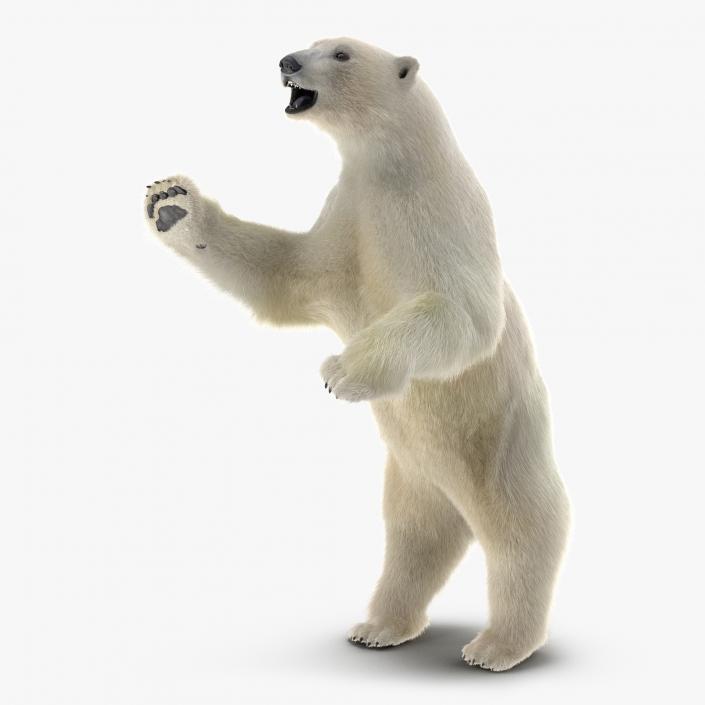 3D Polar Bear with Fur Pose 3