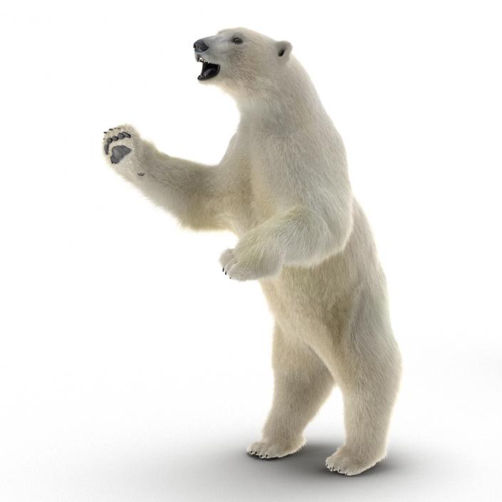 3D Polar Bear with Fur Pose 3