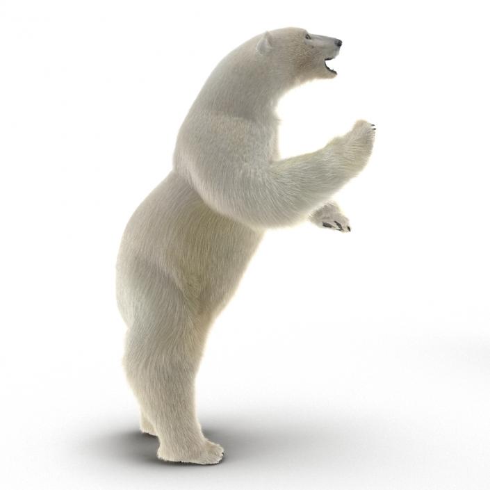 3D Polar Bear with Fur Pose 3