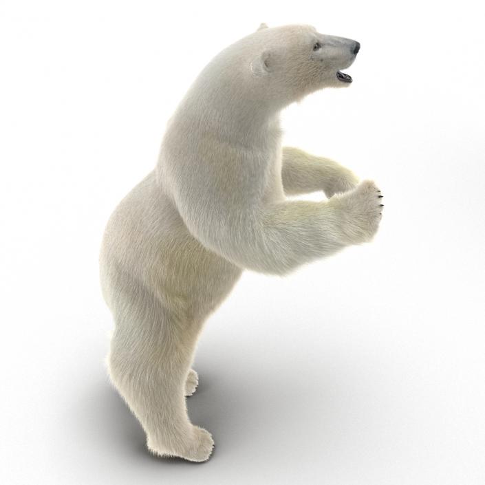 3D Polar Bear with Fur Pose 3