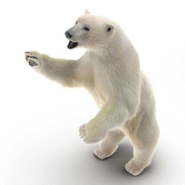 3D Polar Bear with Fur Pose 3