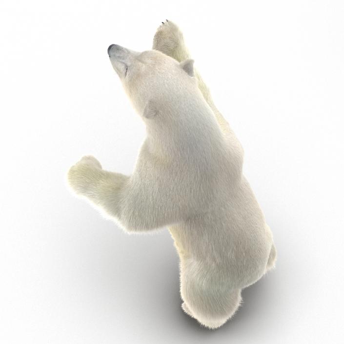 3D Polar Bear with Fur Pose 3