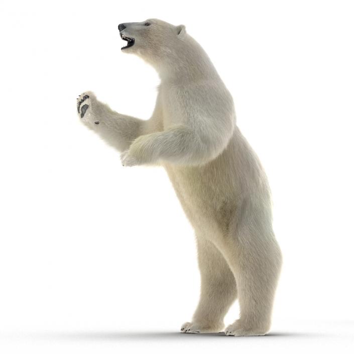 3D Polar Bear with Fur Pose 3