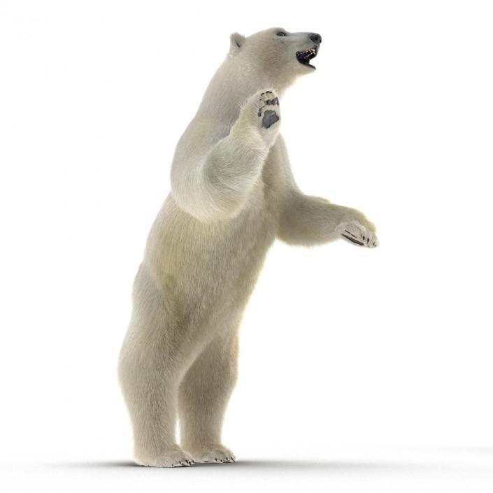 3D Polar Bear with Fur Pose 3