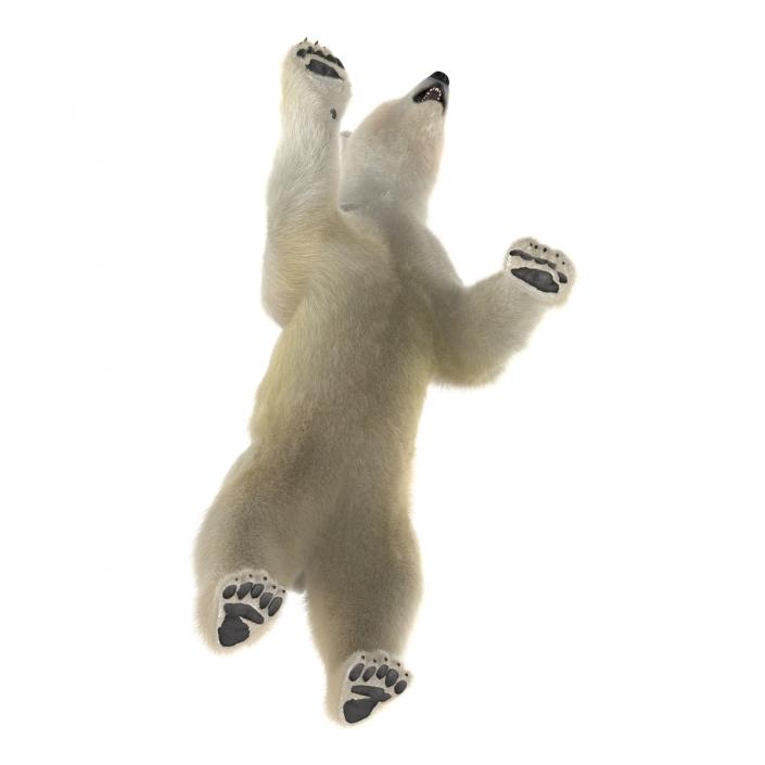 3D Polar Bear with Fur Pose 3