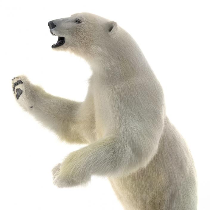 3D Polar Bear with Fur Pose 3