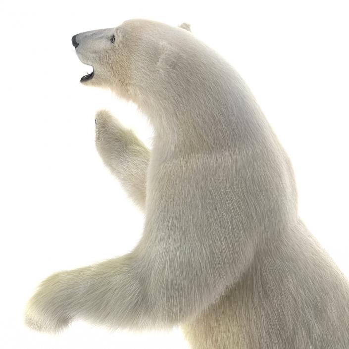 3D Polar Bear with Fur Pose 3