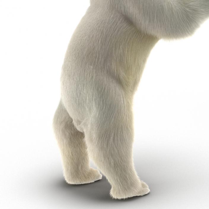 3D Polar Bear with Fur Pose 3