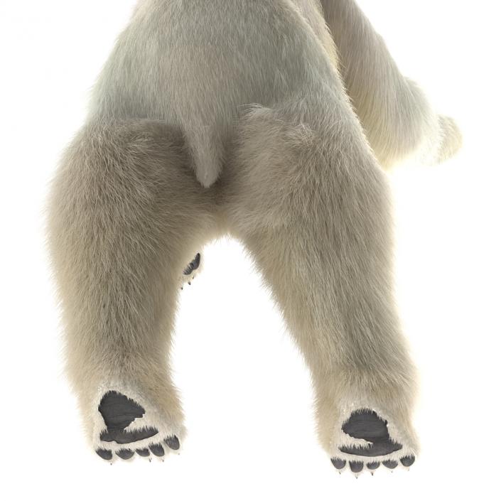 3D Polar Bear with Fur Pose 3