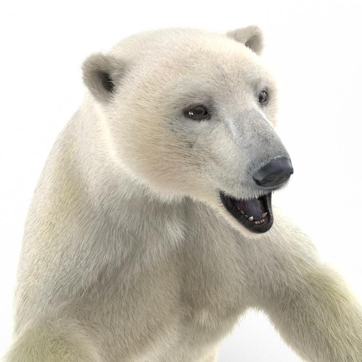 3D Polar Bear with Fur Pose 3