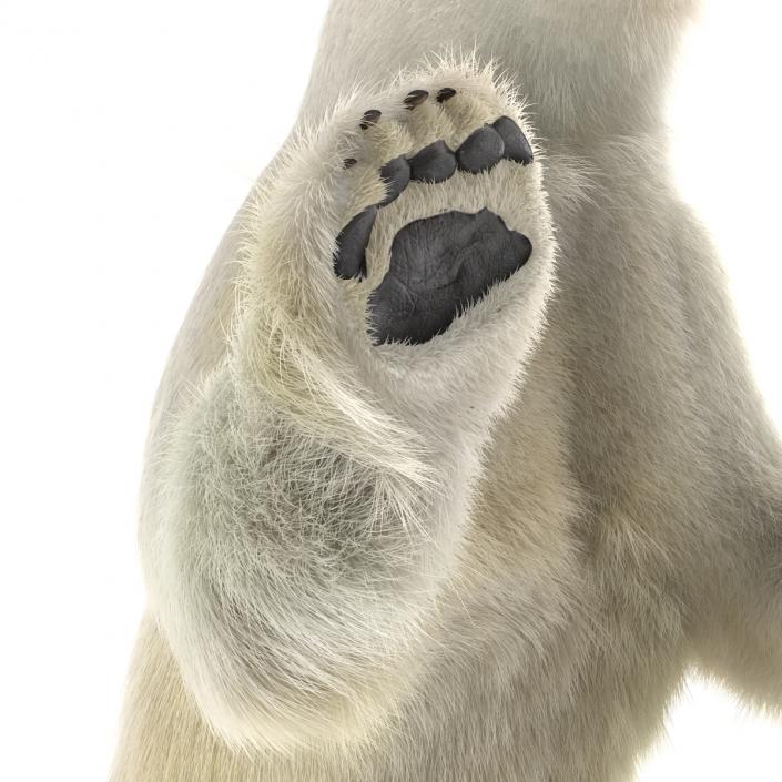 3D Polar Bear with Fur Pose 3