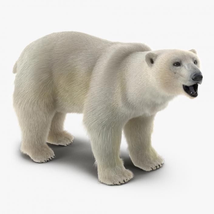 Brown and Polar Bears Rigged Collection 3D model