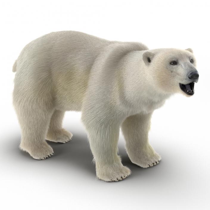 3D Polar Bear with Fur Rigged