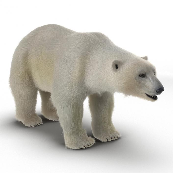 3D Polar Bear with Fur Rigged