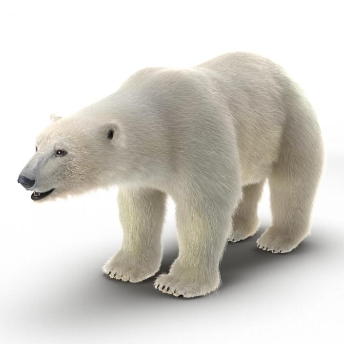 3D Polar Bear with Fur Rigged