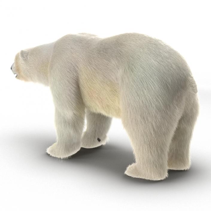 3D Polar Bear with Fur Rigged