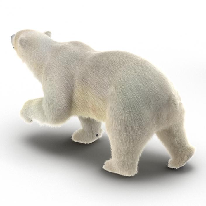 3D Polar Bear with Fur Rigged