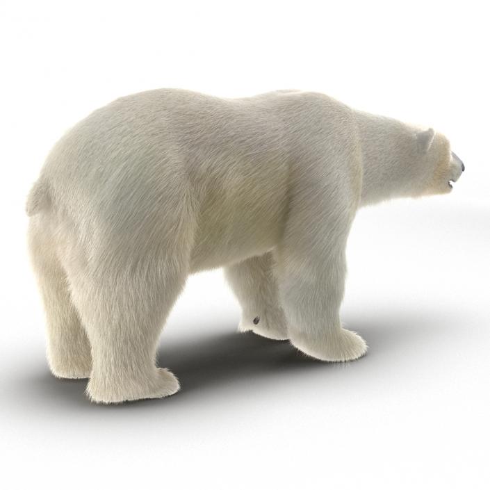 3D Polar Bear with Fur Rigged