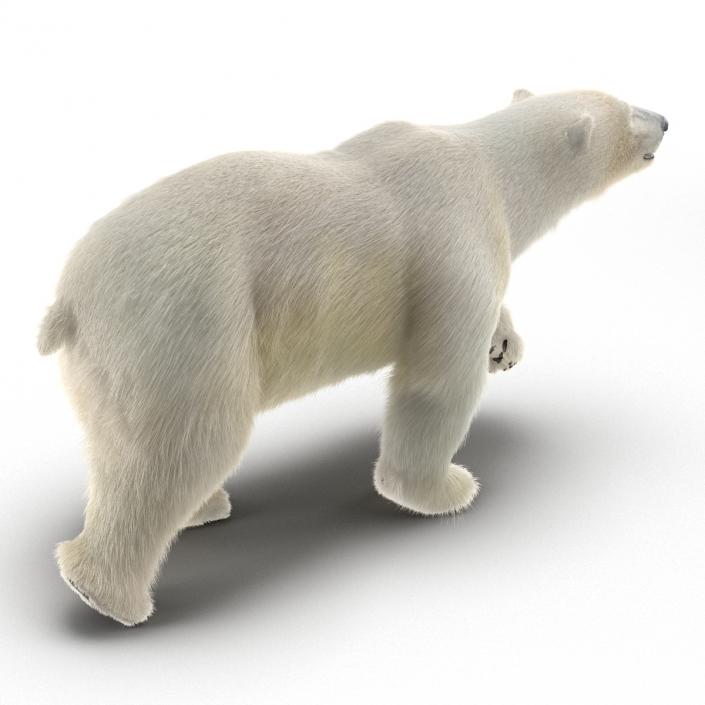 3D Polar Bear with Fur Rigged