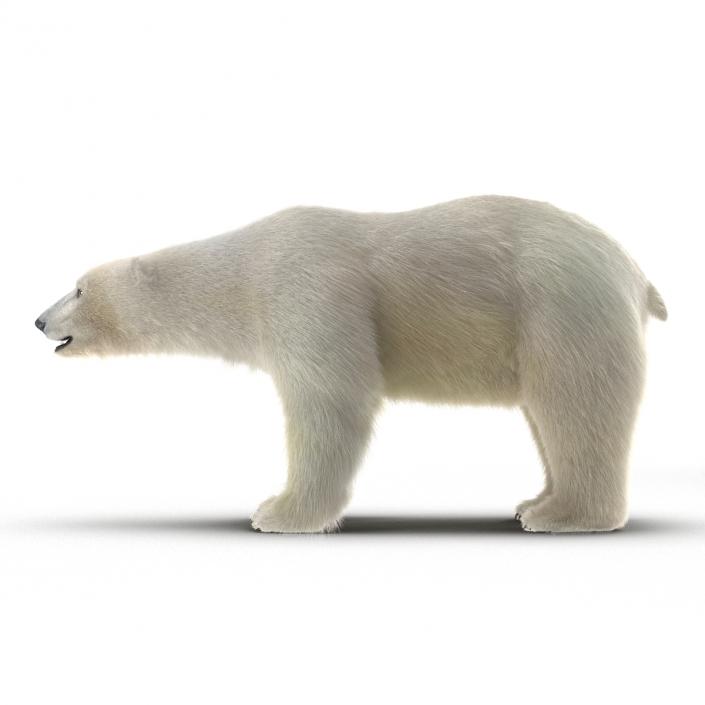 3D Polar Bear with Fur Rigged