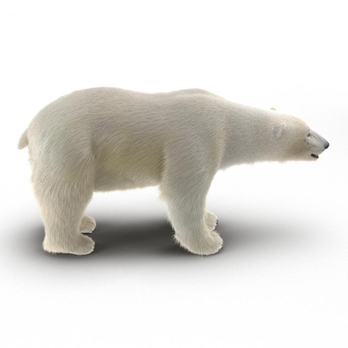 3D Polar Bear with Fur Rigged