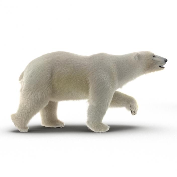 3D Polar Bear with Fur Rigged