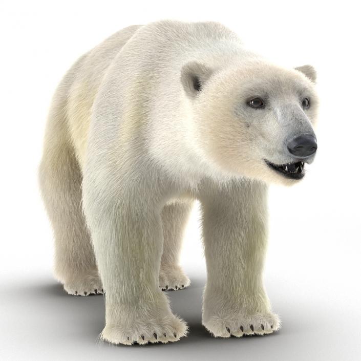 3D Polar Bear with Fur Rigged